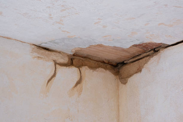 Best Mold removal after water damage  in Washington Terrace, UT